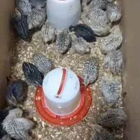 جوجه بلدرچین یک روزه تا ۴۰ روزه|حیوانات مزرعه|کرمانشاه, |دیوار