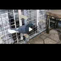 کفتر (کبوتر)|حیوانات|شیراز, ده پیاله|دیوار