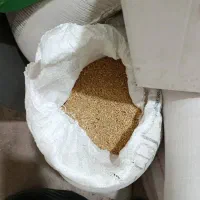 گندم کوهدشت درشت