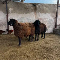 بره قوچی هترو|حیوانات مزرعه|اسفراین, |دیوار