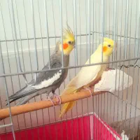 تعدادی عروس هلندی جفت مولد لوتینو و سینامون|پرنده|حبیب آباد, |دیوار