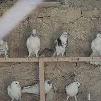 کبوتر|پرنده|سوق, |دیوار