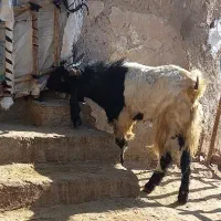 نربز پاکستانی اصل|حیوانات مزرعه|بروجرد, |دیوار