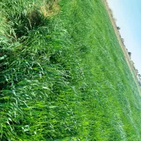 علف یا خصیل فروشی