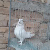 کفتر نر|پرنده|اردکان, |دیوار