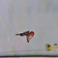 ماهی گوپی  ویژه تکثیر و مولد