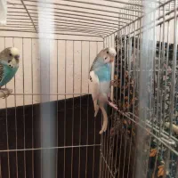 مرغ عشق|پرنده|بیجار, |دیوار