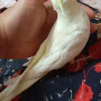 عروس هلندی|پرنده|صومعه‌سرا, |دیوار