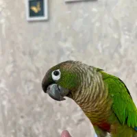 دو عدد طوطی گرینچیک