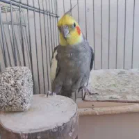 عروس هلندی سینامون مولد