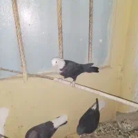 کبوتر دم سفید کربلایی طوقی|پرنده|خاش, |دیوار