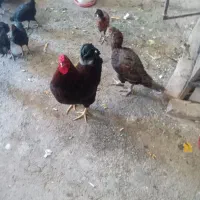 مرغ لاری