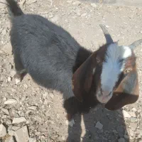 دو عدد بز جوان|حیوانات مزرعه|خواف, |دیوار