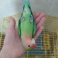 طوطی برزیلی صورت هوایی|پرنده|قم, انسجام|دیوار