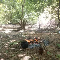 دستگاه پوست کن گردو