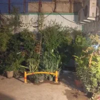 گل گیاه