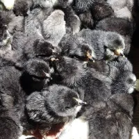 جوجه تخمگذار لوهمن و پلیموت راک