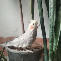 عروس هلندی ماده