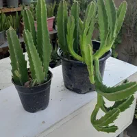 استاپلیا ( گل ستاره ای)|گل و گیاه طبیعی|تهران, مجیدیه|دیوار