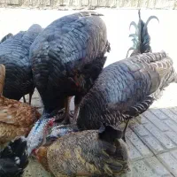 بوقلمون نر و ماده