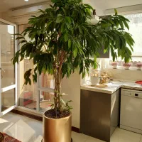 فروش درختچه آمستل سه تنه‌ای|گل و گیاه طبیعی|تهران, شارق|دیوار