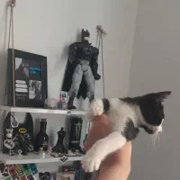 واگذاری بچه گربه تاکسیدو|گربه|قدس, شهر‌قدس|دیوار