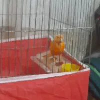 قناری قرص بخون