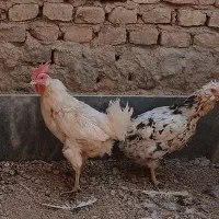 مرغ کرچ گلین با کارخانه ای