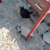 فروش یک مرغ کرچ