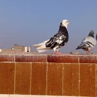 شازده هفت رنگ