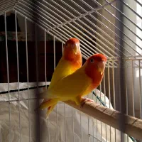 نقاشی طوطی کوتوله