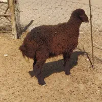 بره گوسفند توقلی ماده