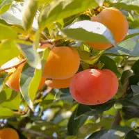 فروش نهال خرمالو با تمامی ارقام|خدمات باغبانی و درختکاری|خلخال, |دیوار