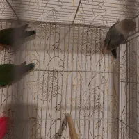 عروس کوتوله با جوجه|پرنده|مشهد, شهرک مهرگان|دیوار