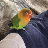 طوطی برزیلی رام سخنگو