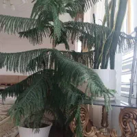 کاج مطبخ باگلدان سرامیکی