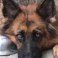 ژرمن کنکورسو دوبرمن مشکی اصیل