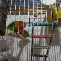 طوطی برزیلی