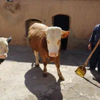 گوساله نردودندان سیمینتال