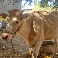 گوساله ماده