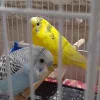 جفت مرغ با پنج تا جوجه|پرنده|مشهد, امیر|دیوار