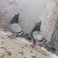 کفتر پلاکی مسافتی اصل