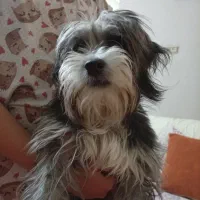 سگ نژاد دار شیتزو