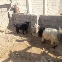 دوعدد بز لری آبستن دوماه بهر خورده سالم و سرحال|حیوانات مزرعه|مسجد سلیمان, |دیوار