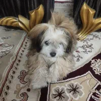 سگ پامر|سگ|ورامین, شهرک مدرس|دیوار