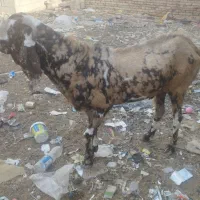 گوراند و میش پاچن پنجاب خالص و گتور