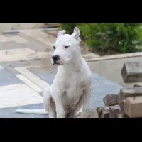 سگ داگو|سگ|سنگر, |دیوار