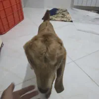 بز غاله ماده