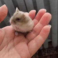 همستر (نژاد مینیاتوری)|موش و خرگوش|تهران, حکیمیه|دیوار