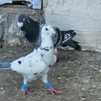 دوجفت پلاکی رنگ روشن عطیقه